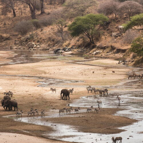 Loslopende wilde dieren in Tanzania