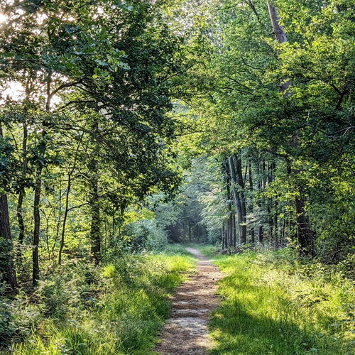 Bos met wandelpad