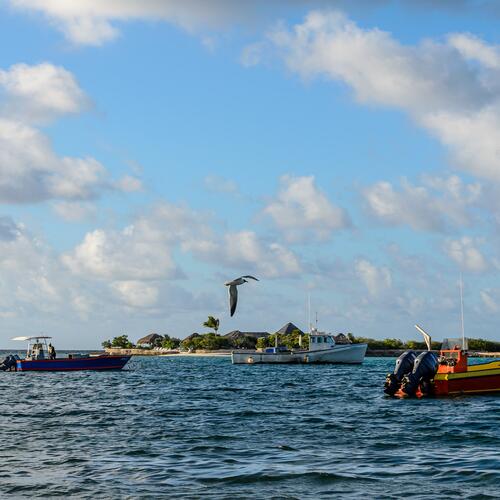 Een meeuw vliegt over vissersboten voor de kust van Anguilla.
