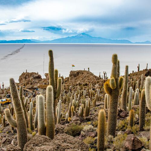 Cactussen aan de rand van de Uyuni-zoutvlakte in Bolivië