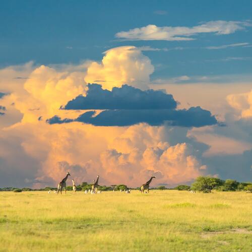 Wolken net voor zonsondergang boven de savanne met giraffen en zebra's in Botswana