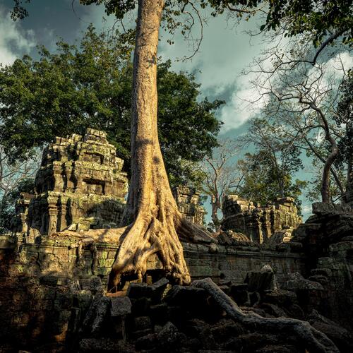 Bomen begroeien de oude ruïnes van de Ta Prohm tempels in Cambodja