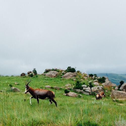 Twee blesbokken staan tussen het groene gras op een heuveltop in een nationaal park in Eswatini