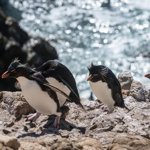 Vier rockhopper pinguïns beklimmen de rotsige kust van Pebble-eiland, een van de Falklandeilanden