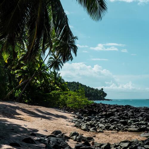 Palmbomen hangen schuin over de met zwarte rotsen bedekte kust van de Îles du Salut in Frans Guiana