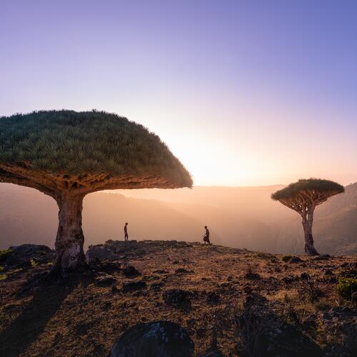 Drakenbloedbomen op Socotra.