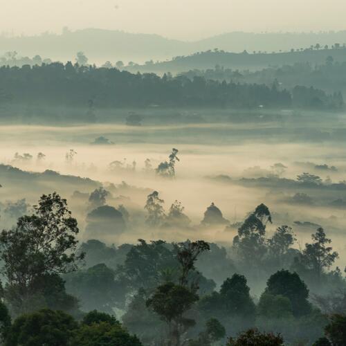 Nevelige bossen in de buurt van Bansoa.