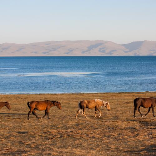 Paarden tijdens zonsopgang boven he Son-Kul Lake.