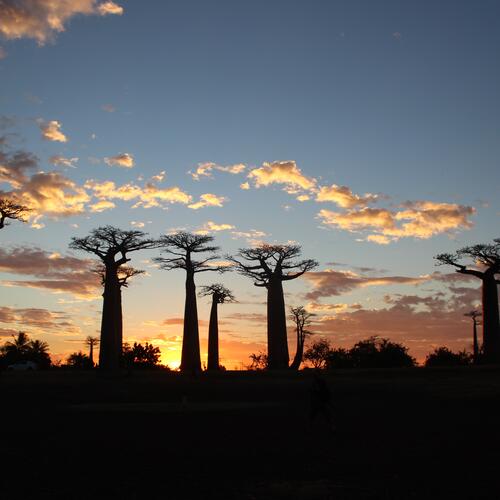Baobab Avenue nabij Morondava.