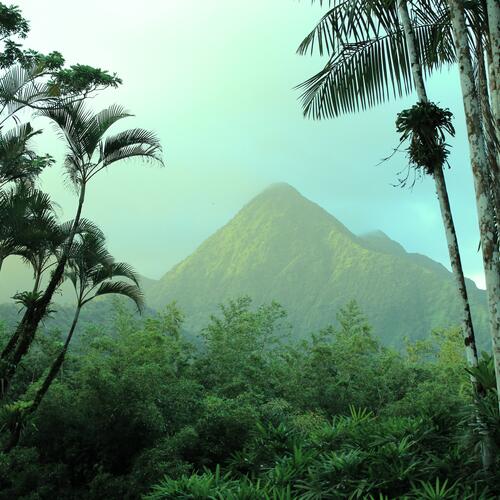 Botanische tuin in Martinique.