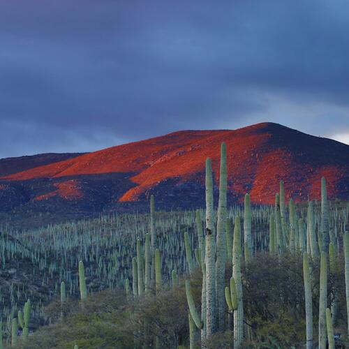 Cactussen en bergen in de buurt van Zapotitlan in Mexico.