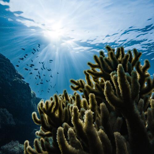 Onderwaterwereld in de Chuuk-lagune.