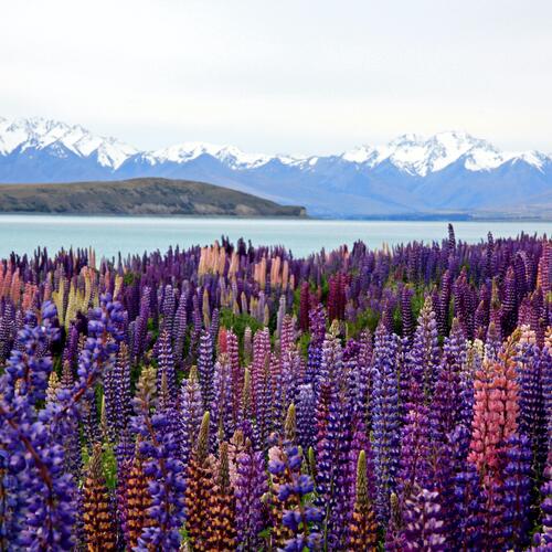 Paarse lupines langs de kust van Lake Tekapo.