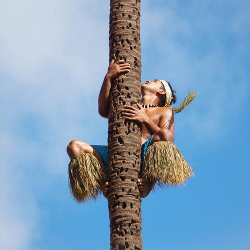 Man klimt in palmboom.