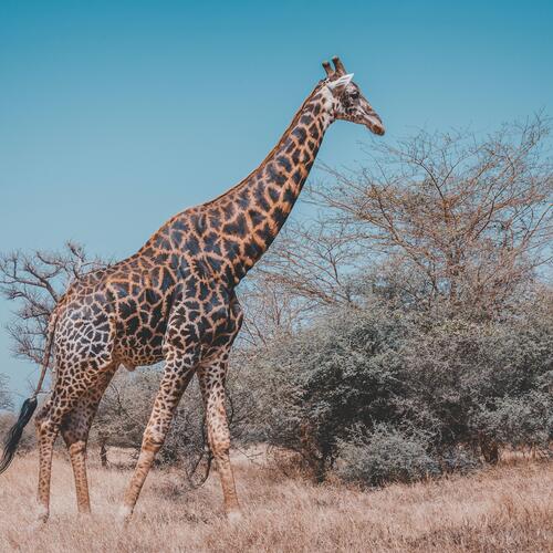 Giraf in Bandia Game Reserve in Senegal.