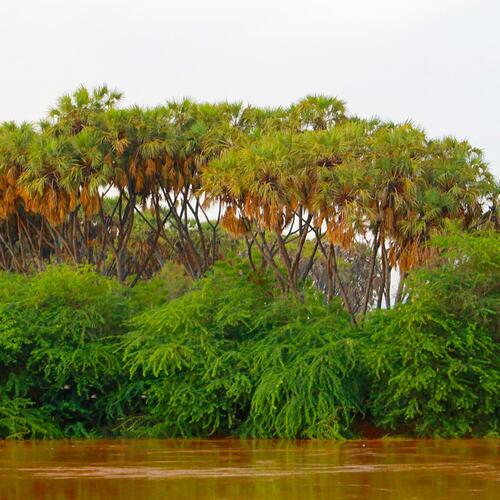 Weelderige begroeiing langs een Somalische rivier.