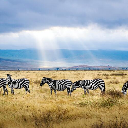 Zebra's grazen in de Ngorongoro-krater in Tanzania.