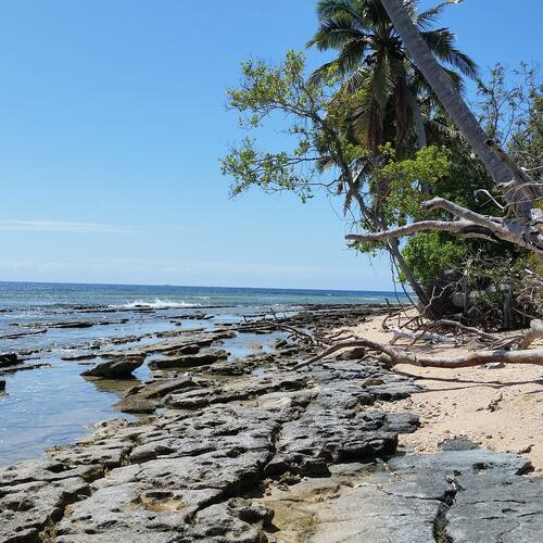 Palmbomen op het strand van Wallis en Futuna.