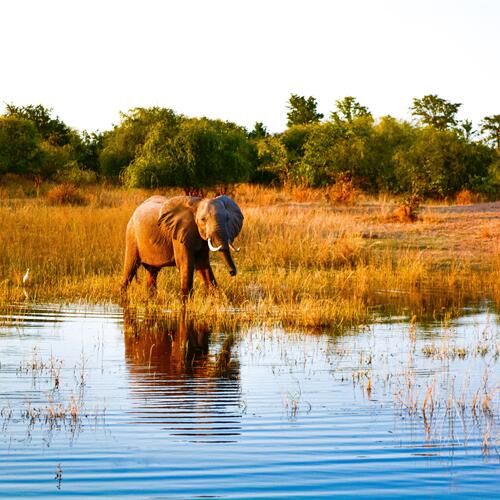 Een babyolifant waadt langs de oevers van het Kariba-meer.