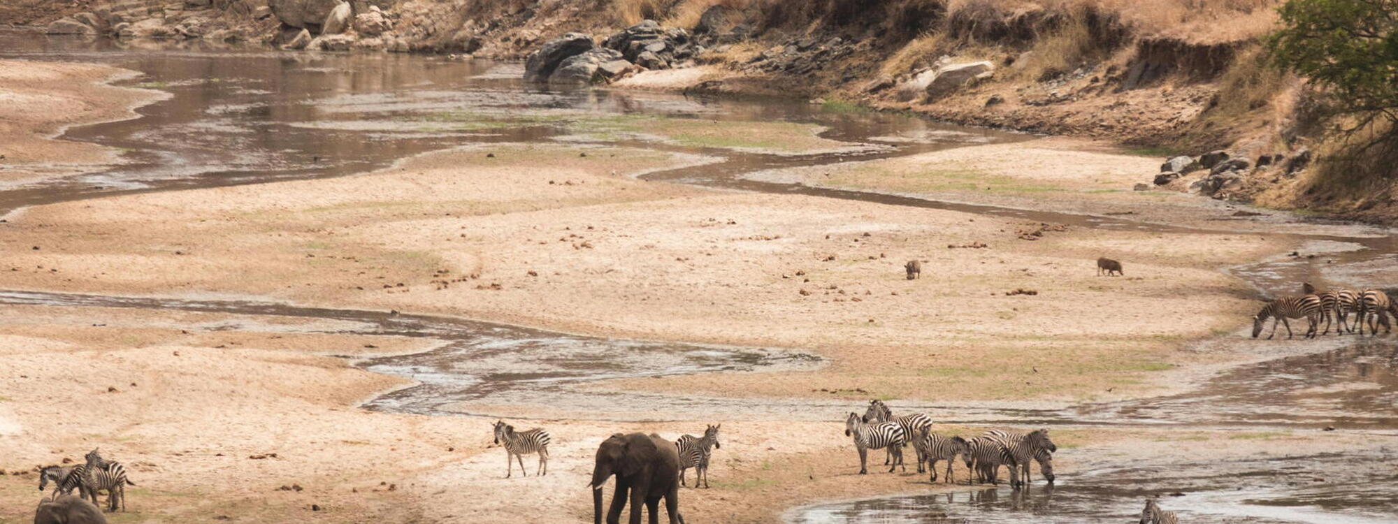 Loslopende wilde dieren in Tanzania