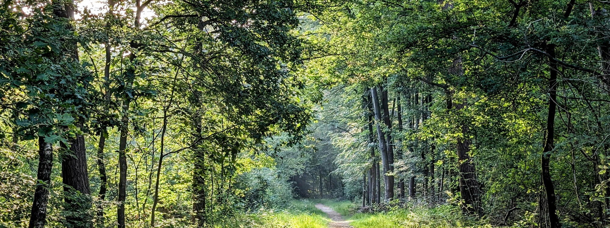 Bos met wandelpad