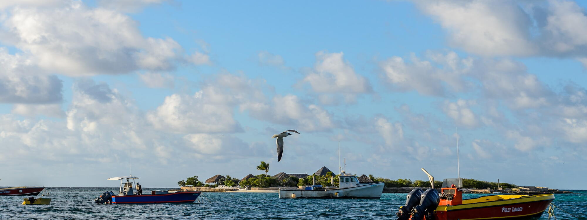 Een meeuw vliegt over vissersboten voor de kust van Anguilla.