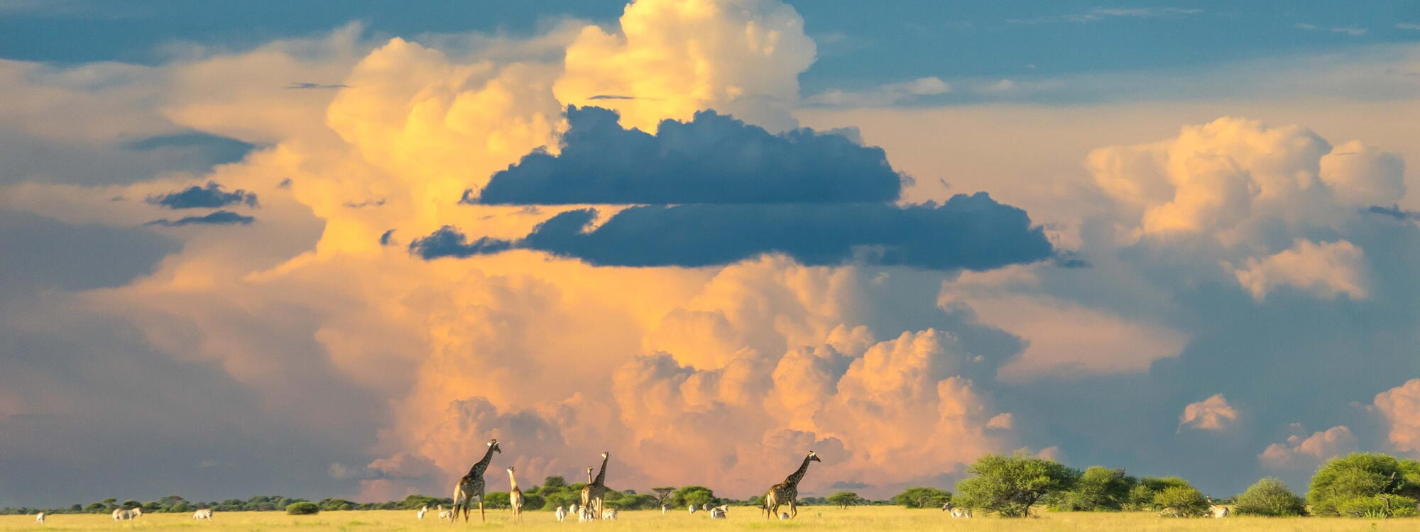 Wolken net voor zonsondergang boven de savanne met giraffen en zebra's in Botswana