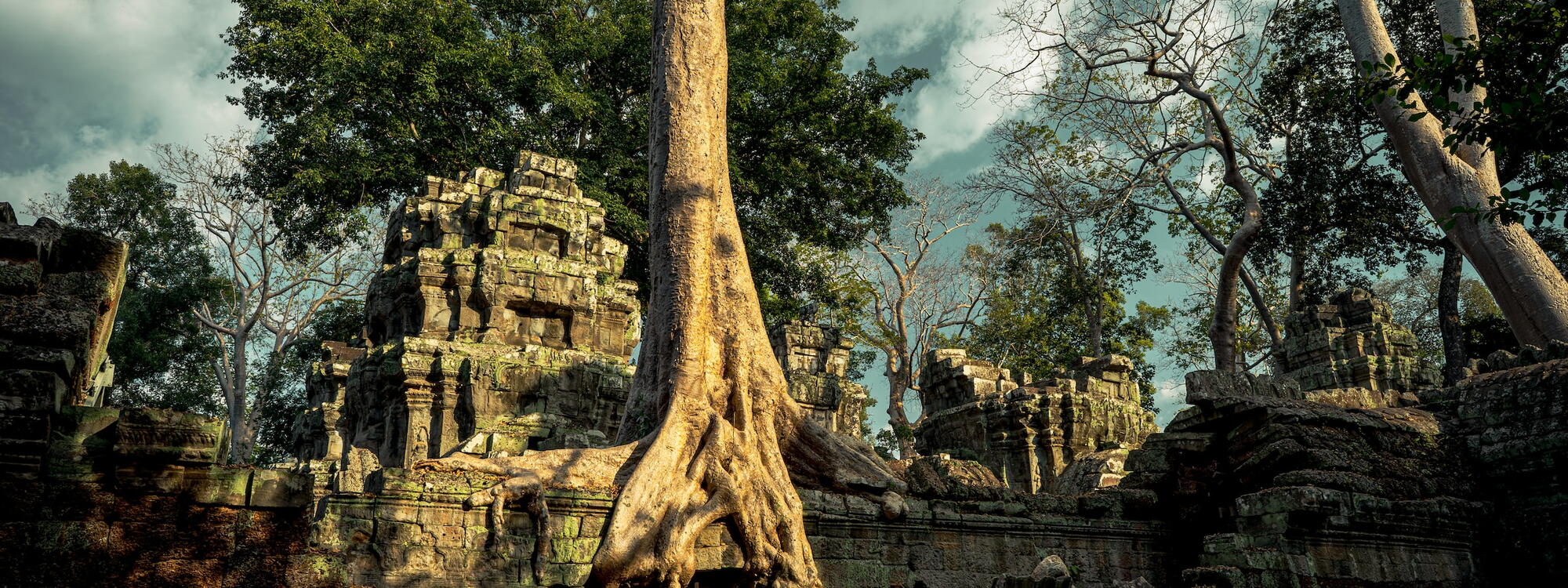 Bomen begroeien de oude ruïnes van de Ta Prohm tempels in Cambodja