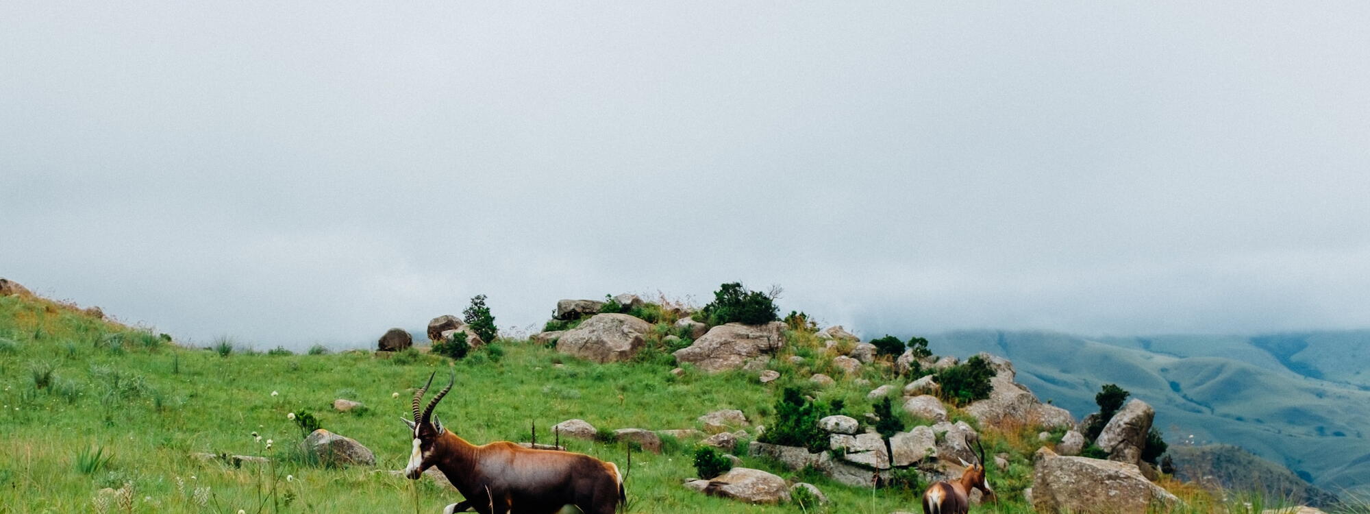 Twee blesbokken staan tussen het groene gras op een heuveltop in een nationaal park in Eswatini