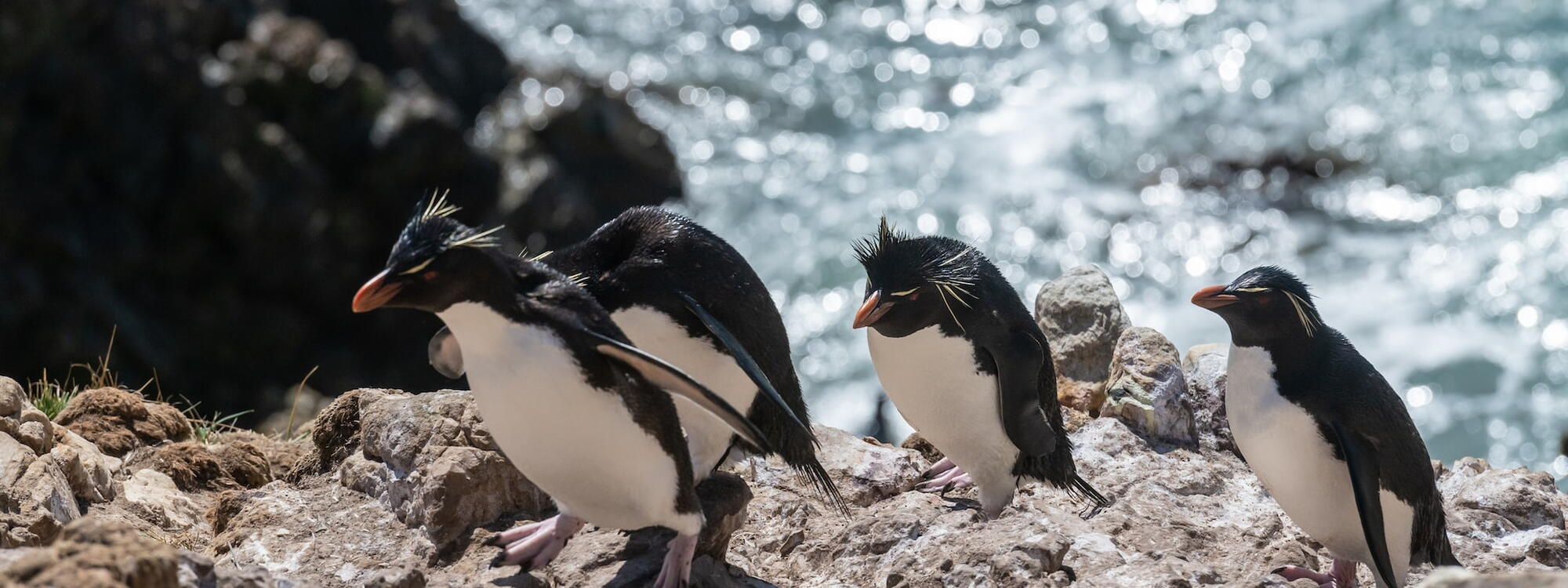 Vier rockhopper pinguïns beklimmen de rotsige kust van Pebble-eiland, een van de Falklandeilanden