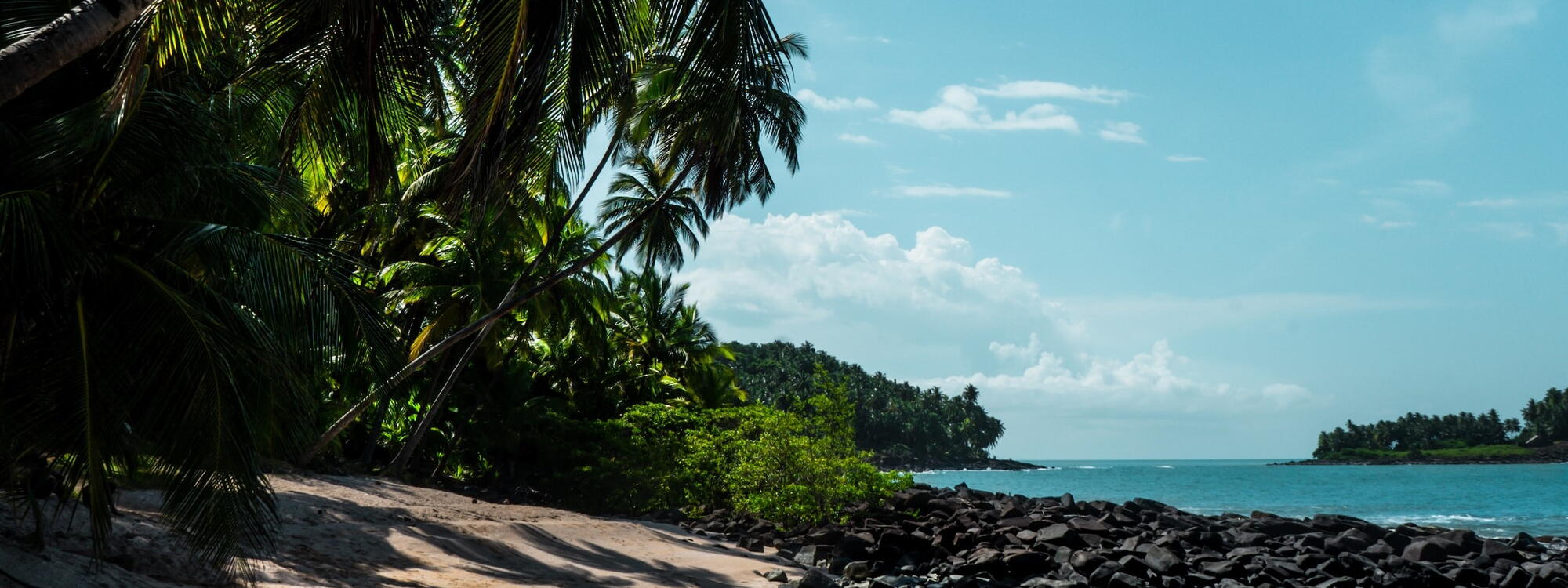 Palmbomen hangen schuin over de met zwarte rotsen bedekte kust van de Îles du Salut in Frans Guiana