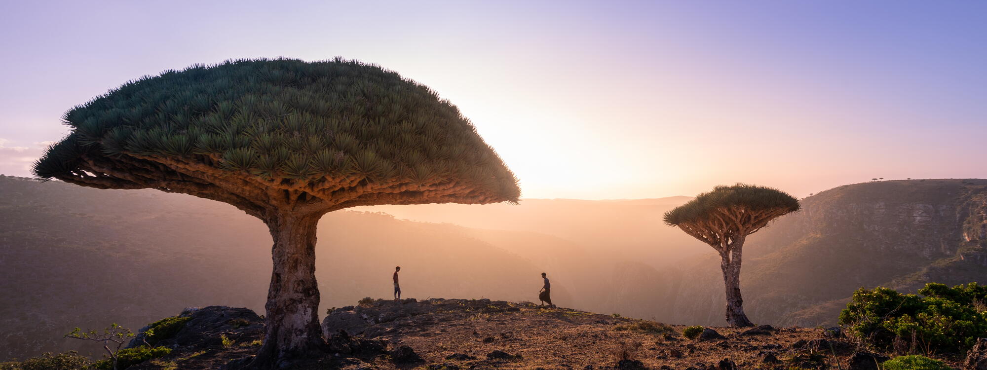 Drakenbloedbomen op Socotra.
