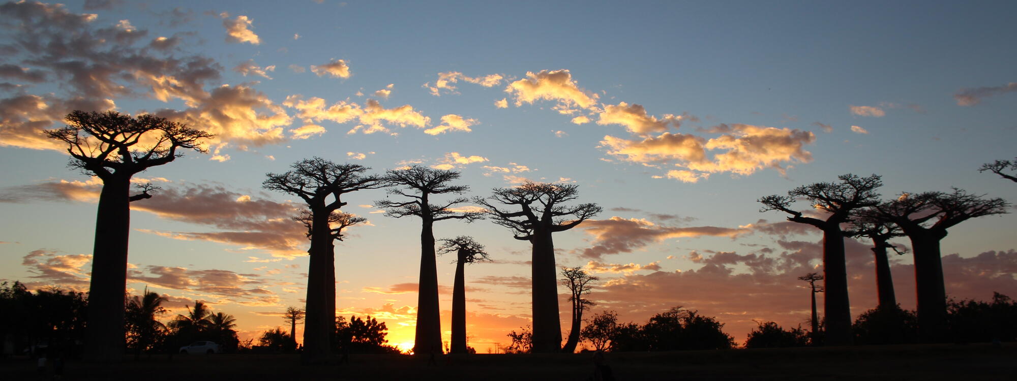 Baobab Avenue nabij Morondava.