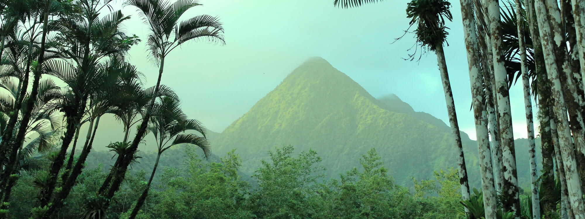 Botanische tuin in Martinique.