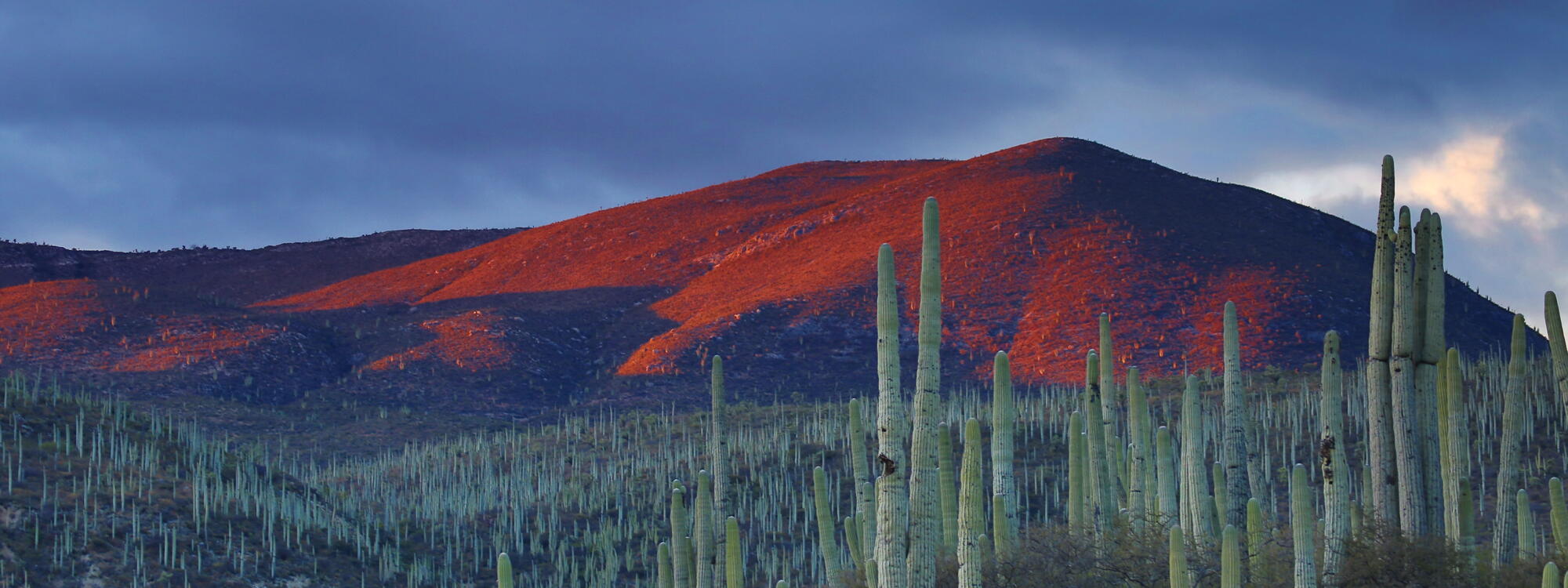Cactussen en bergen in de buurt van Zapotitlan in Mexico.