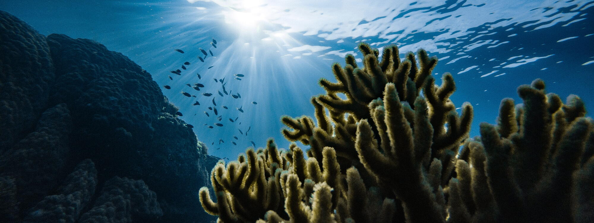 Onderwaterwereld in de Chuuk-lagune.