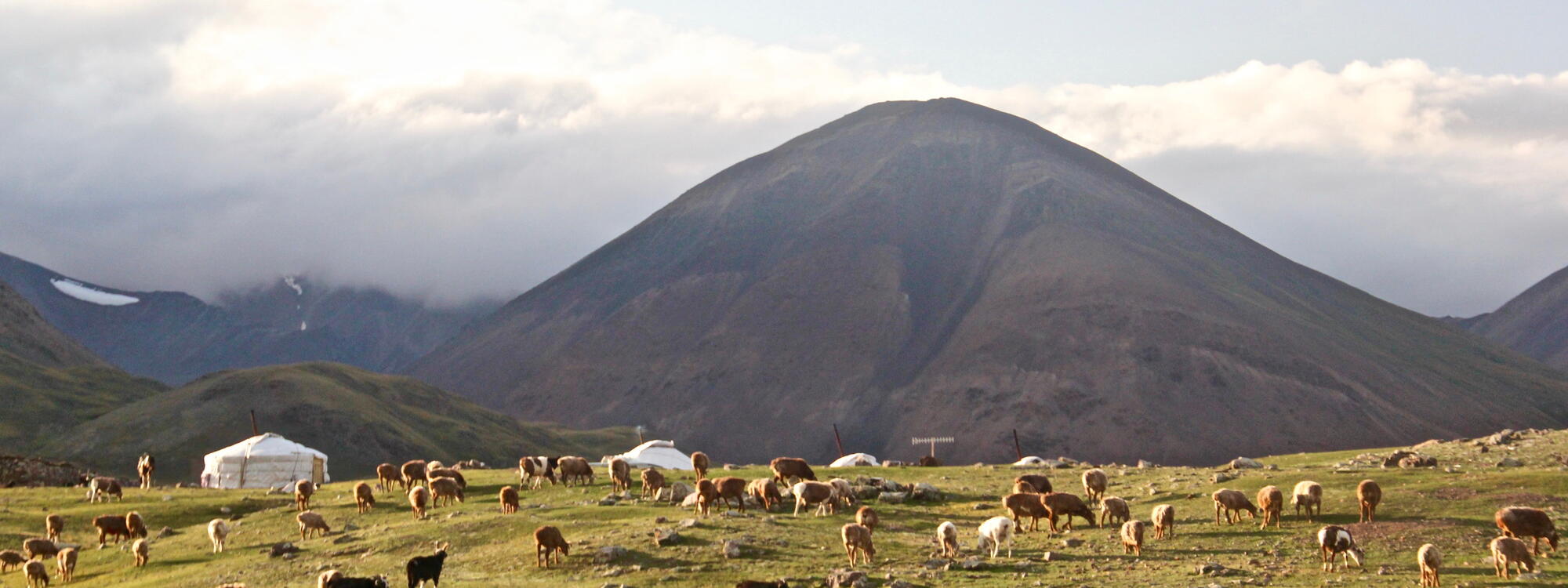 Grazende schapen in het Altajgebergte.