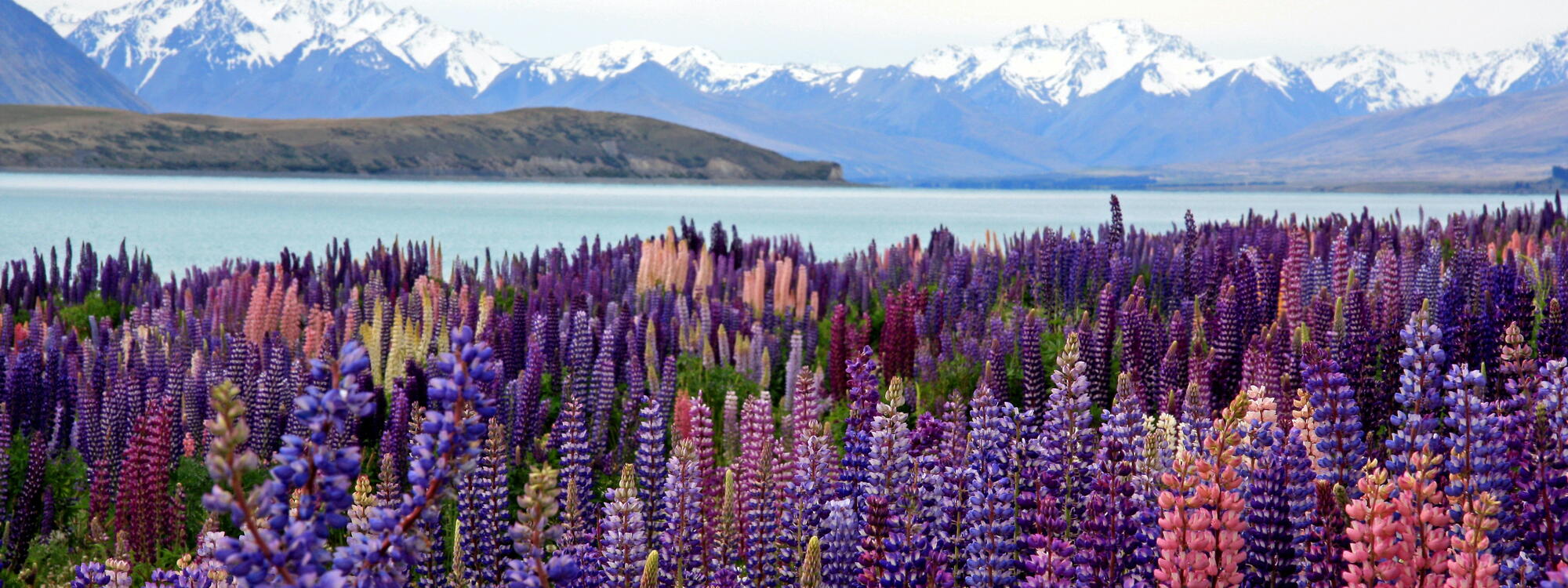 Paarse lupines langs de kust van Lake Tekapo.