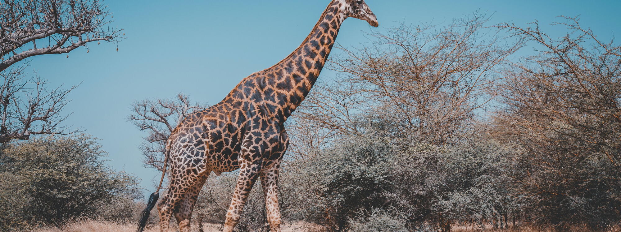 Giraf in Bandia Game Reserve in Senegal.