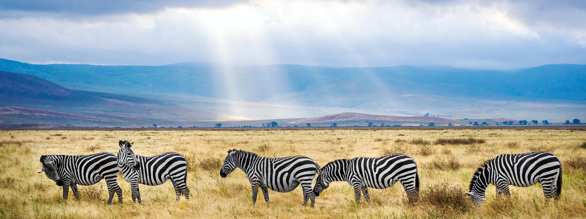 Zebra's grazen in de Ngorongoro-krater in Tanzania.