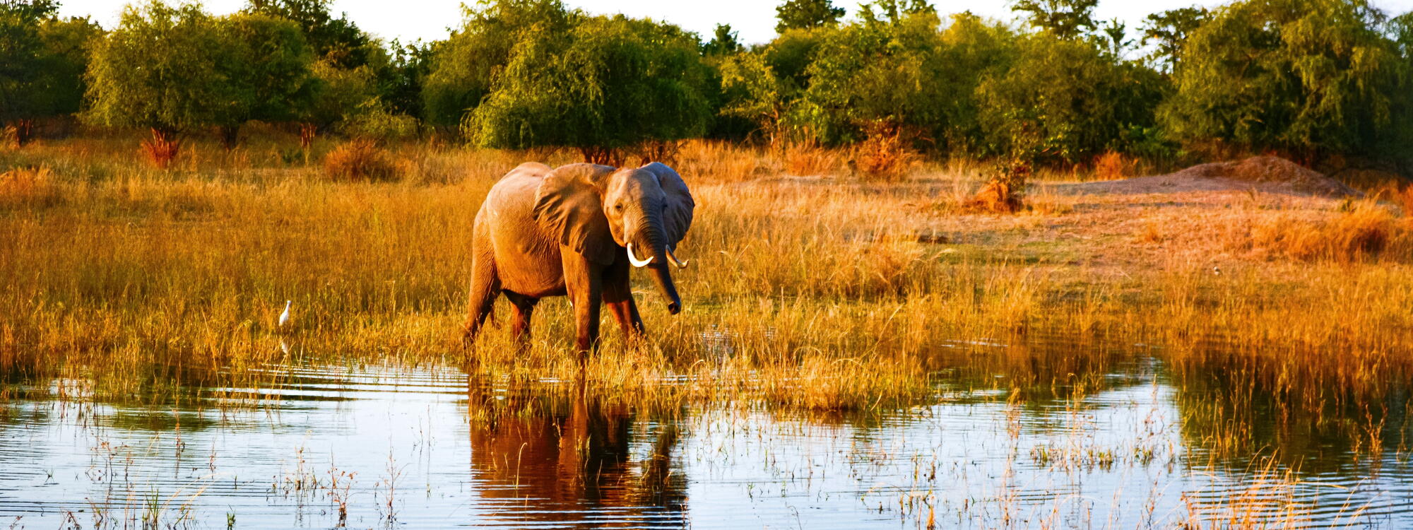 Een babyolifant waadt langs de oevers van het Kariba-meer.