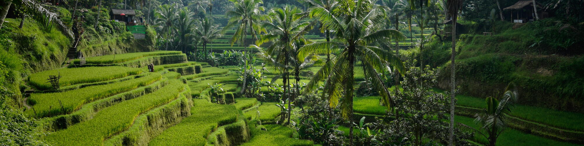 Natuur in Bali