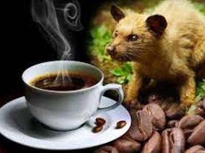 Loewak-koffie