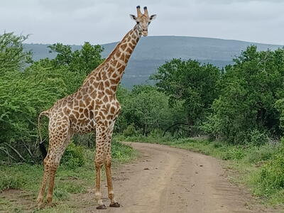 Giraf in Zuid-Afrika