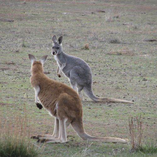 kangoeroes in Flinders NP