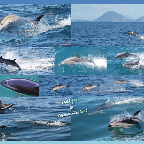 Dolfijnen gezien tijdens onze reis doorheen Nieuw-Zeeland