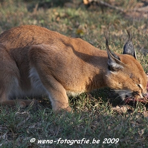 Rooikat of Caracal 