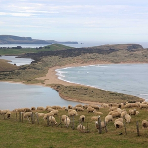 de Catlins: prachtige stranden, weidse zichten en schapen