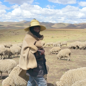 schaapherder in Lesotho