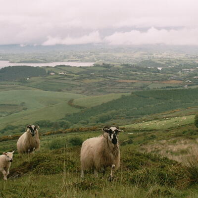 The Sheep's Head... wat verwacht je anders dan schapen?